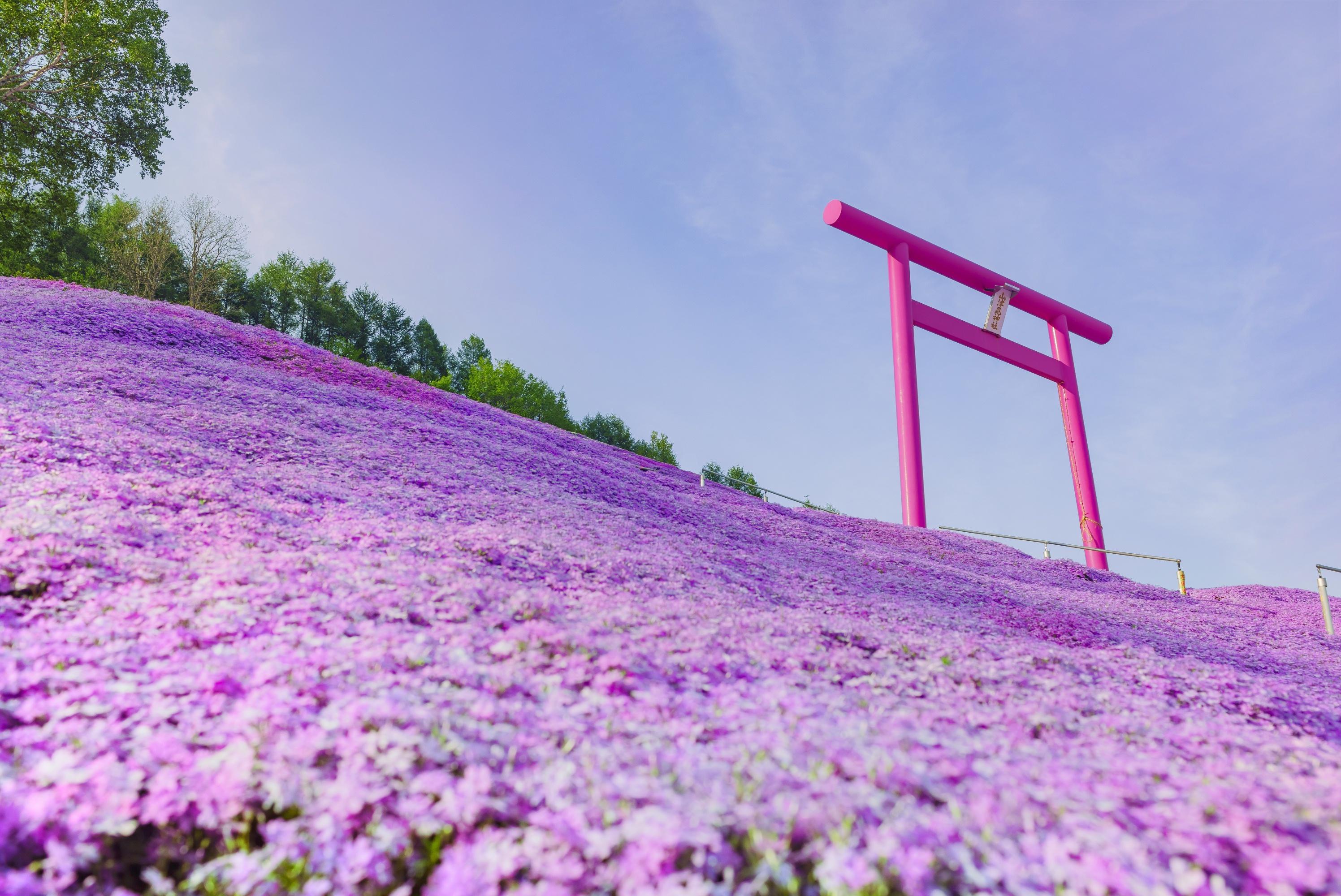 higashimokoto shibazakura park