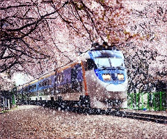 Jinhae Cherry Blossom Festival