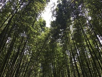 Taehwa River Seepri Bamboo Grove