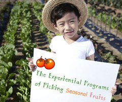 Daegu Fruit Picking