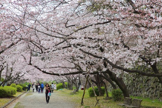 Cherry blossom