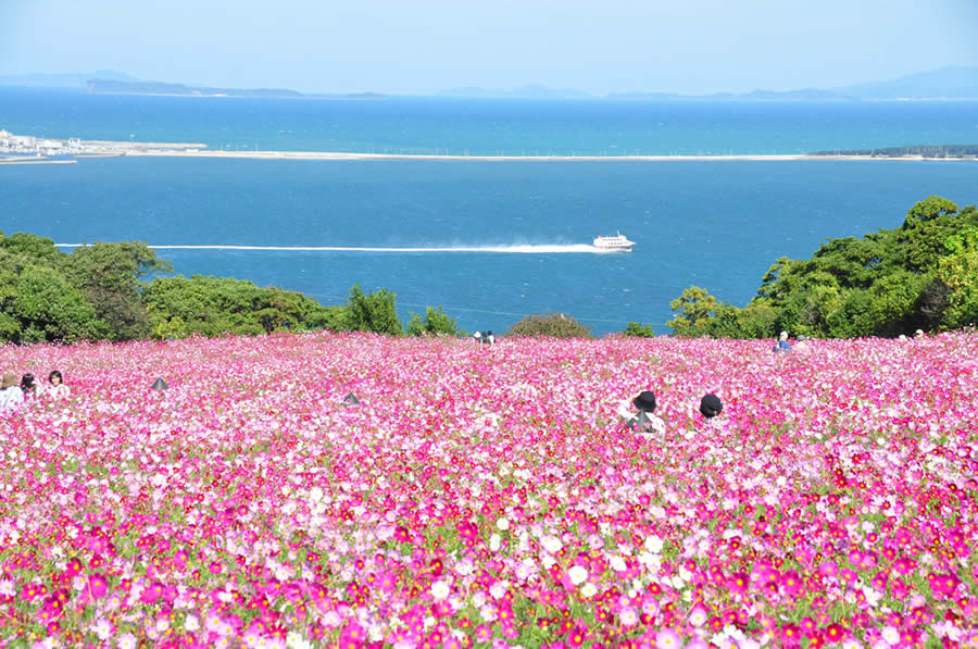 nokonoshima island