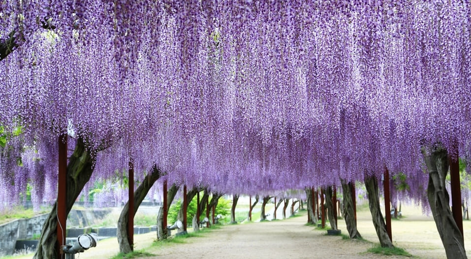 Kawachi Fujien Wisteria Garden