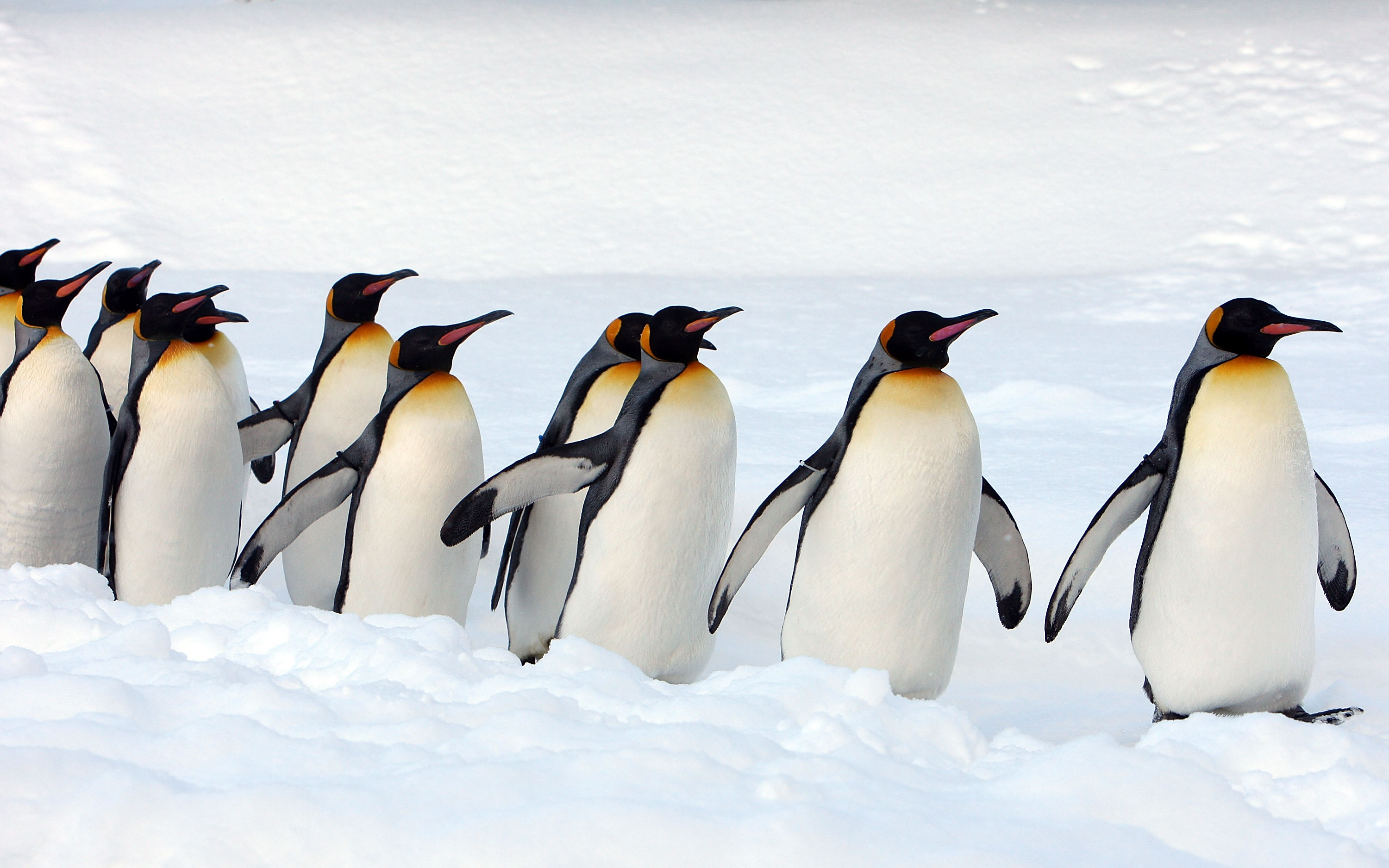 asahiyama zoo