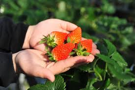 Fruit Picking