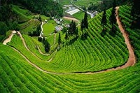 Boseong Green Tea Fields