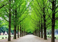 Nami Island