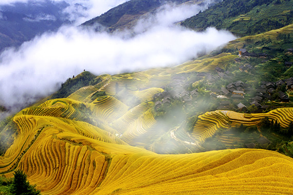 Longji Rice Terraces