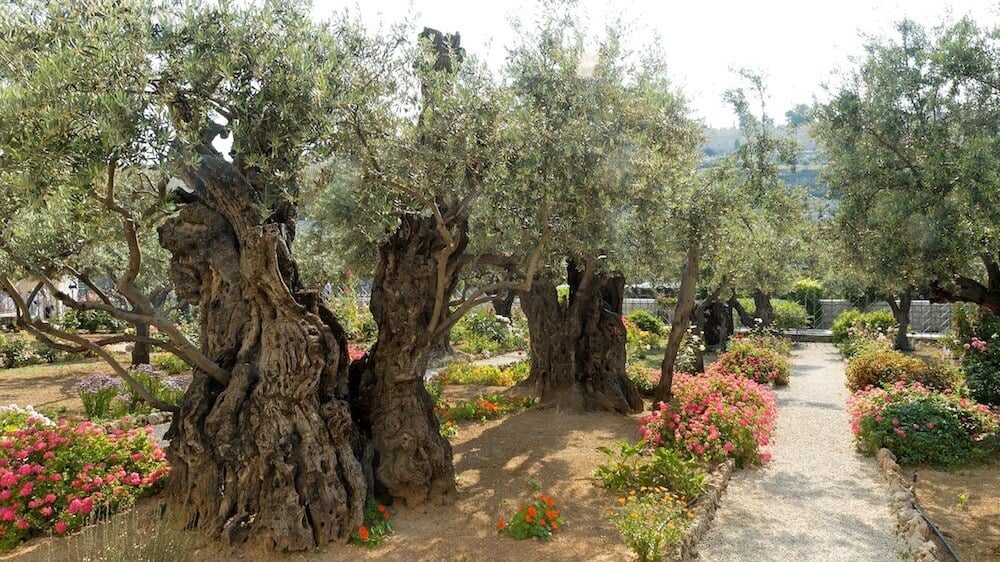 The Garden of Gethsemane