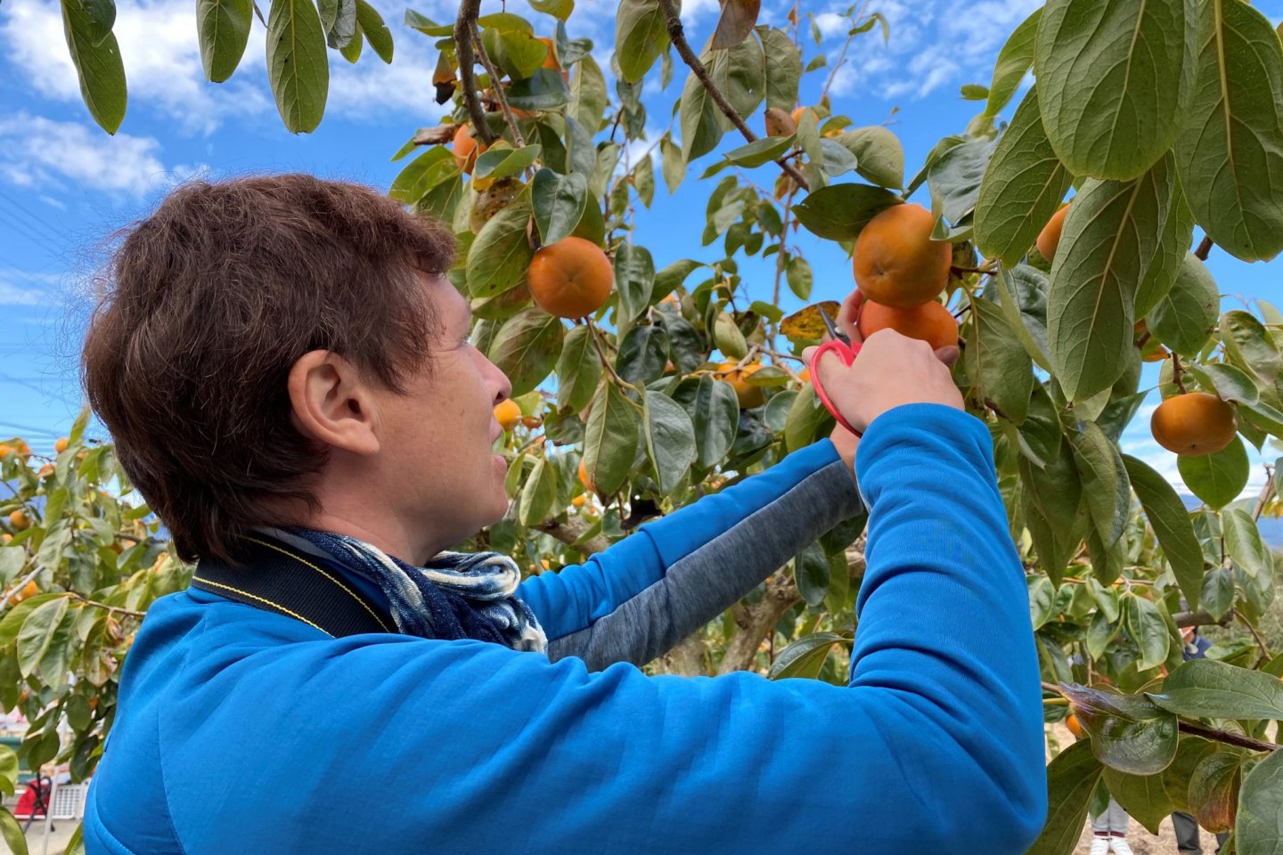 fruit picking