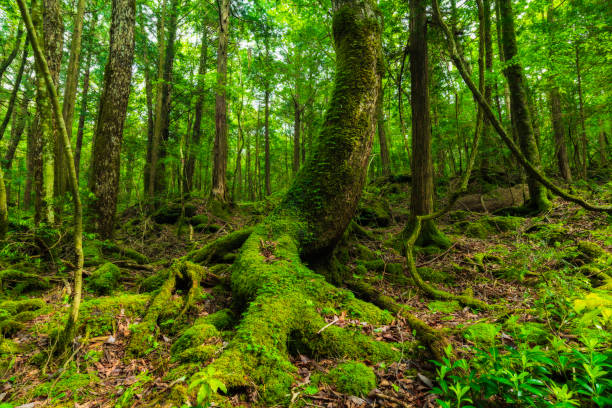 Aokigahara Forest