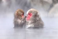 Snow monkey