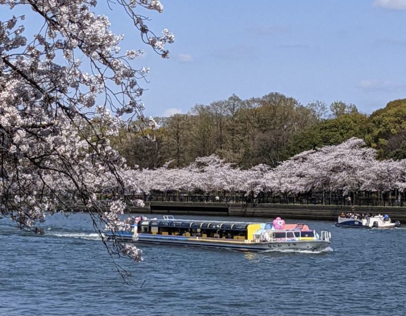 okawa-sakura-cruise