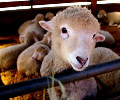 Daegwallyeong Sheep Farm