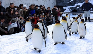 Asahiyama Zoo