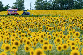 sunflower park