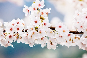 Cherry Blossom in Korea