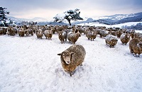 Daegwallyeong Sheep Ranch