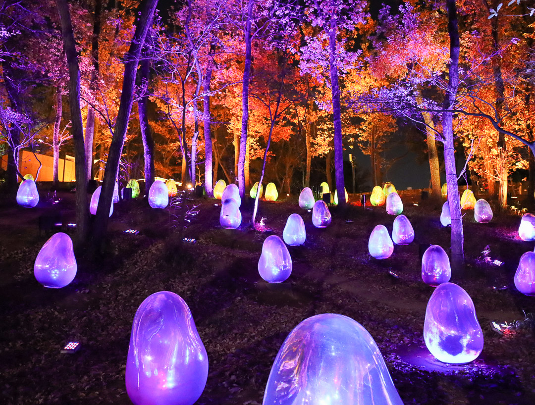 teamLab Acorn Forest